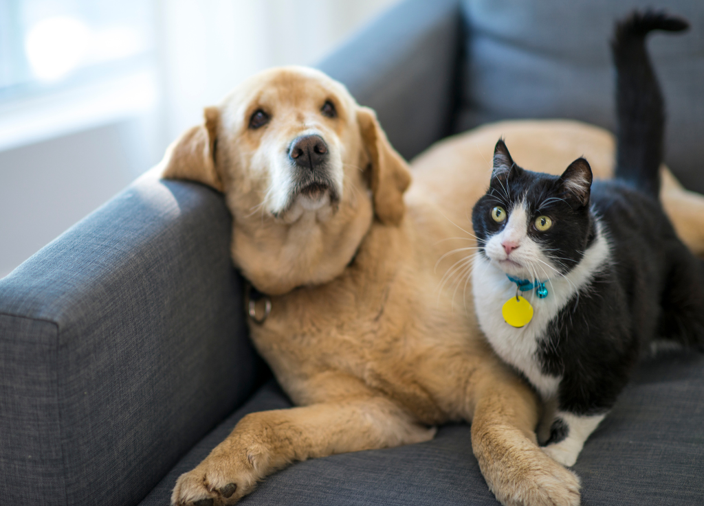 A Texas Mail Carrier’s Act of Love Shows Why Your Pets Need a Plan Too